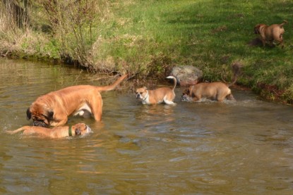 Continental Bulldogs Seeblickbulls Bilderalbum - Ausflüge Ende April 2013