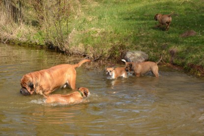 Continental Bulldogs Seeblickbulls Bilderalbum - Ausflüge Ende April 2013