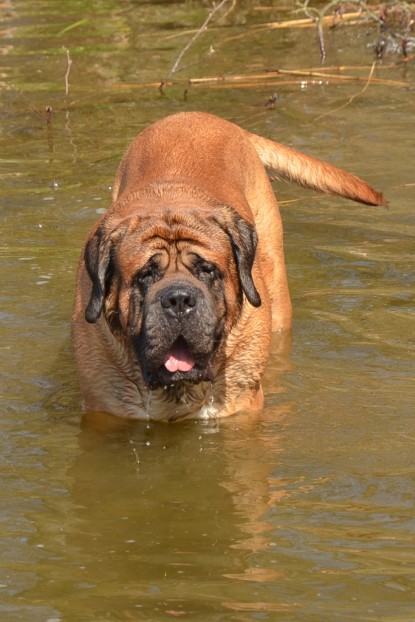 Continental Bulldogs Seeblickbulls Bilderalbum - Ausflüge Ende April 2013