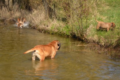 Continental Bulldogs Seeblickbulls Bilderalbum - Ausflüge Ende April 2013