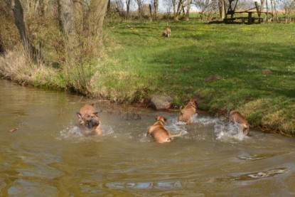 Continental Bulldogs Seeblickbulls Bilderalbum - Ausflüge Ende April 2013