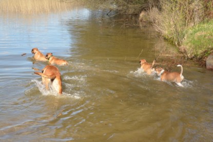 Continental Bulldogs Seeblickbulls Bilderalbum - Ausflüge Ende April 2013