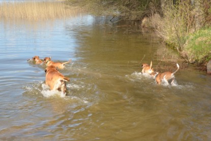 Continental Bulldogs Seeblickbulls Bilderalbum - Ausflüge Ende April 2013