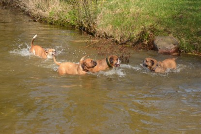 Continental Bulldogs Seeblickbulls Bilderalbum - Ausflüge Ende April 2013