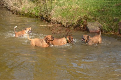 Continental Bulldogs Seeblickbulls Bilderalbum - Ausflüge Ende April 2013