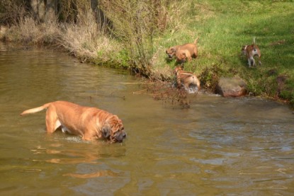 Continental Bulldogs Seeblickbulls Bilderalbum - Ausflüge Ende April 2013