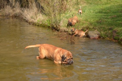 Continental Bulldogs Seeblickbulls Bilderalbum - Ausflüge Ende April 2013