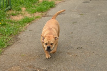 Continental Bulldogs Seeblickbulls Bilderalbum - Seeblickbulls Bertha-Erna zu Besuch