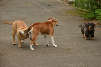 Continental Bulldogs Seeblickbulls Bilderalbum - Seeblickbulls Bertha-Erna zu Besuch