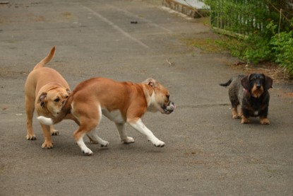 Continental Bulldogs Seeblickbulls Bilderalbum - Seeblickbulls Bertha-Erna zu Besuch