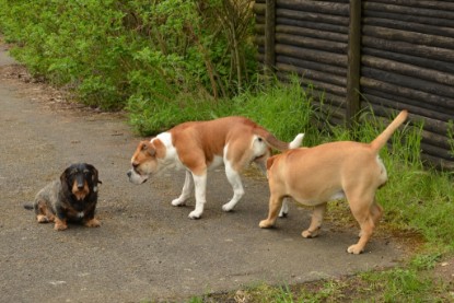 Continental Bulldogs Seeblickbulls Bilderalbum - Seeblickbulls Bertha-Erna zu Besuch