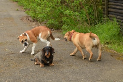 Continental Bulldogs Seeblickbulls Bilderalbum - Seeblickbulls Bertha-Erna zu Besuch