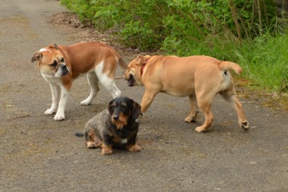 Continental Bulldogs Seeblickbulls Bilderalbum - Seeblickbulls Bertha-Erna zu Besuch