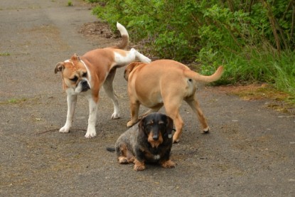 Continental Bulldogs Seeblickbulls Bilderalbum - Seeblickbulls Bertha-Erna zu Besuch