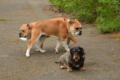 Continental Bulldogs Seeblickbulls Bilderalbum - Seeblickbulls Bertha-Erna zu Besuch