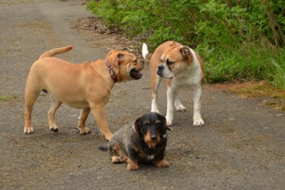 Continental Bulldogs Seeblickbulls Bilderalbum - Seeblickbulls Bertha-Erna zu Besuch