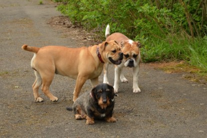 Continental Bulldogs Seeblickbulls Bilderalbum - Seeblickbulls Bertha-Erna zu Besuch