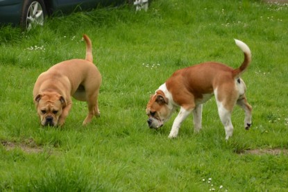 Continental Bulldogs Seeblickbulls Bilderalbum - Seeblickbulls Bertha-Erna zu Besuch