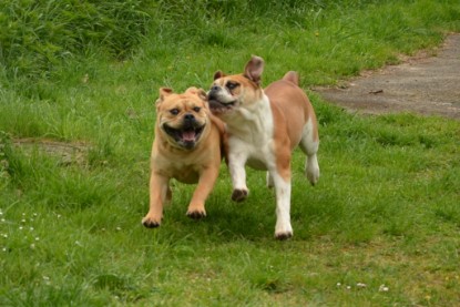 Continental Bulldogs Seeblickbulls Bilderalbum - Seeblickbulls Bertha-Erna zu Besuch