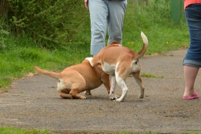 Continental Bulldogs Seeblickbulls Bilderalbum - Seeblickbulls Bertha-Erna zu Besuch