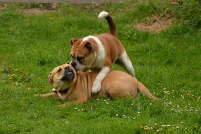 Continental Bulldogs Seeblickbulls Bilderalbum - Seeblickbulls Bertha-Erna zu Besuch