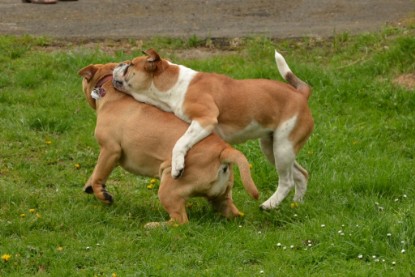 Continental Bulldogs Seeblickbulls Bilderalbum - Seeblickbulls Bertha-Erna zu Besuch