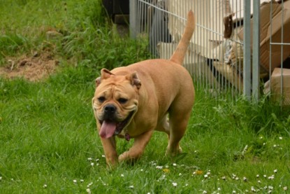 Continental Bulldogs Seeblickbulls Bilderalbum - Seeblickbulls Bertha-Erna zu Besuch