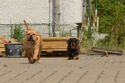 Continental Bulldogs Seeblickbulls Bilderalbum - Seeblickbulls Bertha-Erna zu Besuch