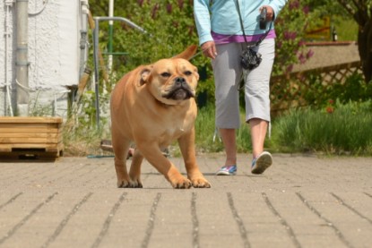 Continental Bulldogs Seeblickbulls Bilderalbum - Seeblickbulls Bertha-Erna zu Besuch