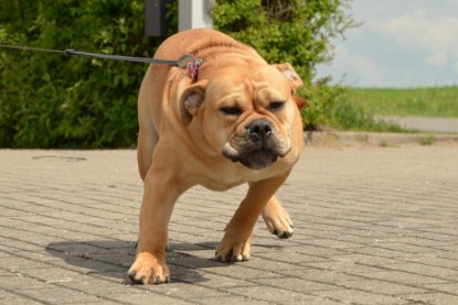 Continental Bulldogs Seeblickbulls Bilderalbum - Seeblickbulls Bertha-Erna zu Besuch