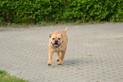 Continental Bulldogs Seeblickbulls Bilderalbum - Seeblickbulls Bertha-Erna zu Besuch