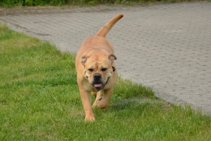 Continental Bulldogs Seeblickbulls Bilderalbum - Seeblickbulls Bertha-Erna zu Besuch