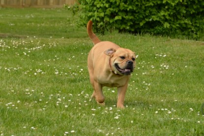 Continental Bulldogs Seeblickbulls Bilderalbum - Seeblickbulls Bertha-Erna zu Besuch