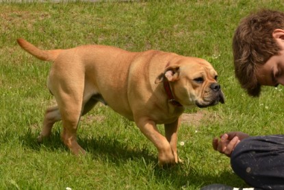 Continental Bulldogs Seeblickbulls Bilderalbum - Seeblickbulls Bertha-Erna zu Besuch