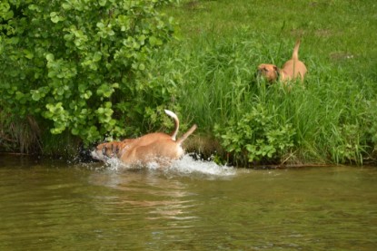 Continental Bulldogs Seeblickbulls Bilderalbum - Bilder vom Mai 2013