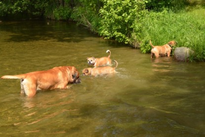 Continental Bulldogs Seeblickbulls Bilderalbum - Bilder vom Mai 2013