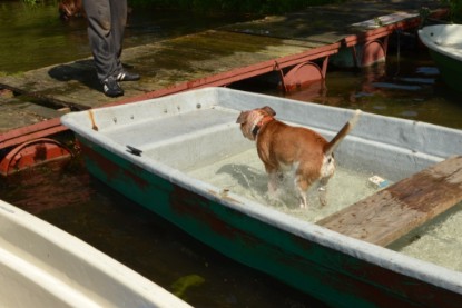 Continental Bulldogs Seeblickbulls Bilderalbum - Bilder vom Mai 2013