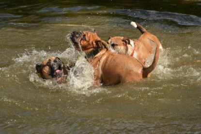 Continental Bulldogs Seeblickbulls Bilderalbum - Bilder vom Mai 2013