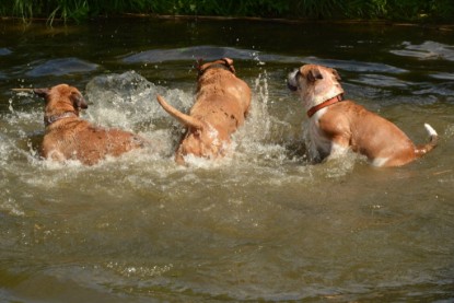 Continental Bulldogs Seeblickbulls Bilderalbum - Bilder vom Mai 2013