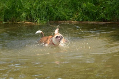 Continental Bulldogs Seeblickbulls Bilderalbum - Bilder vom Mai 2013