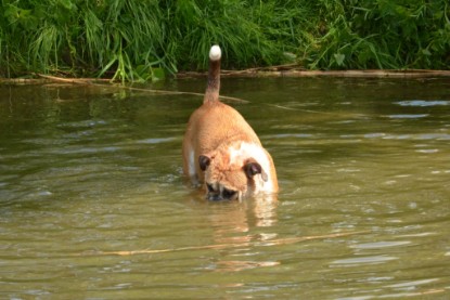 Continental Bulldogs Seeblickbulls Bilderalbum - Bilder vom Mai 2013