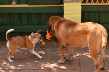 Continental Bulldogs Seeblickbulls Bilderalbum - Bilder vom Juni 2013