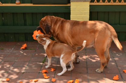 Continental Bulldogs Seeblickbulls Bilderalbum - Bilder vom Juni 2013