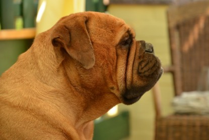 Continental Bulldogs Seeblickbulls Bilderalbum - Bilder vom Juni 2013