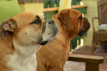 Continental Bulldogs Seeblickbulls Bilderalbum - Bilder vom Juni 2013