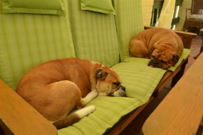 Continental Bulldogs Seeblickbulls Bilderalbum - Bilder vom Juni 2013