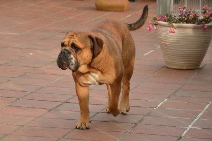 Continental Bulldogs Seeblickbulls Bilderalbum - Bilder vom Juni 2013