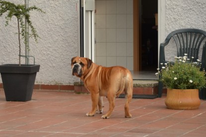 Continental Bulldogs Seeblickbulls Bilderalbum - Bilder vom Juni 2013