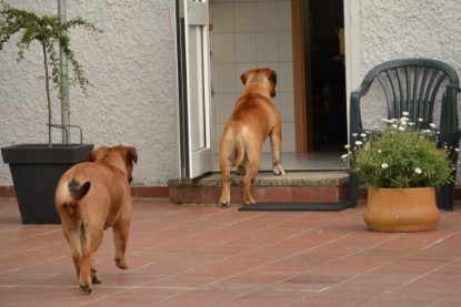 Continental Bulldogs Seeblickbulls Bilderalbum - Bilder vom Juni 2013