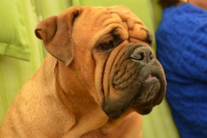 Continental Bulldogs Seeblickbulls Bilderalbum - Bilder vom Juni 2013